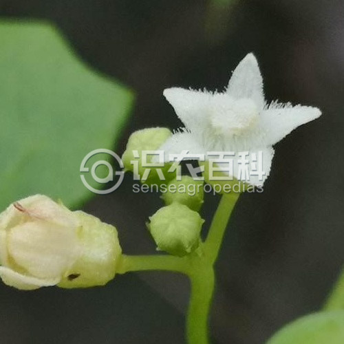 柑橘黄叶症状示例2