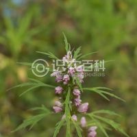 柑橘黄叶症状示例0