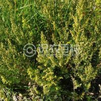 柑橘黄叶症状示例0