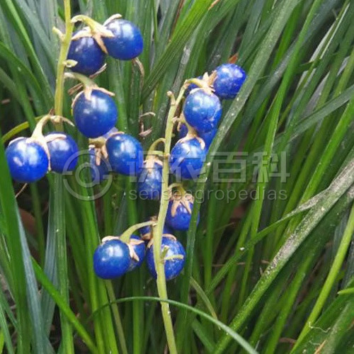 柑橘黄叶症状示例3