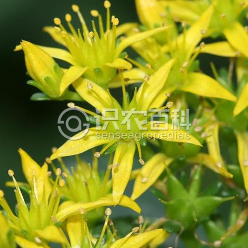 柑橘黄叶症状示例3