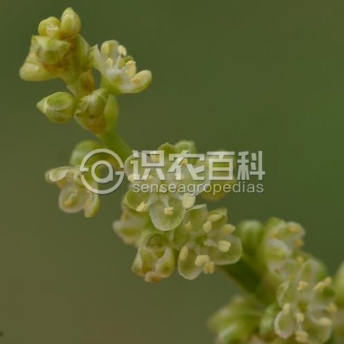 柑橘黄叶症状示例4