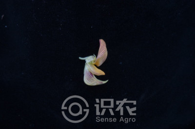 ʺ