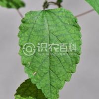 柑橘黄叶症状示例0