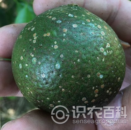 柑橘黄叶症状示例4