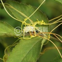 柑橘黄叶症状示例0