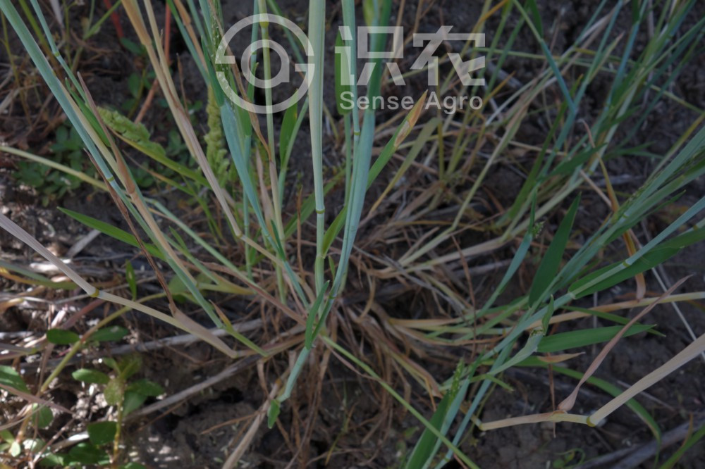 柑橘黄叶症状示例2