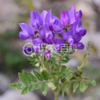 柑橘黄叶症状示例0