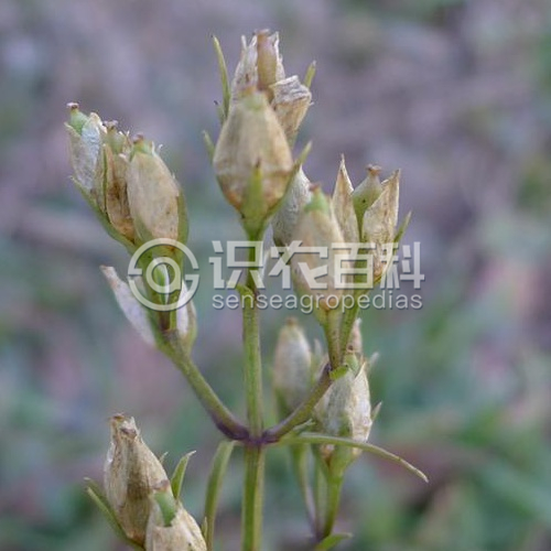 柑橘黄叶症状示例2