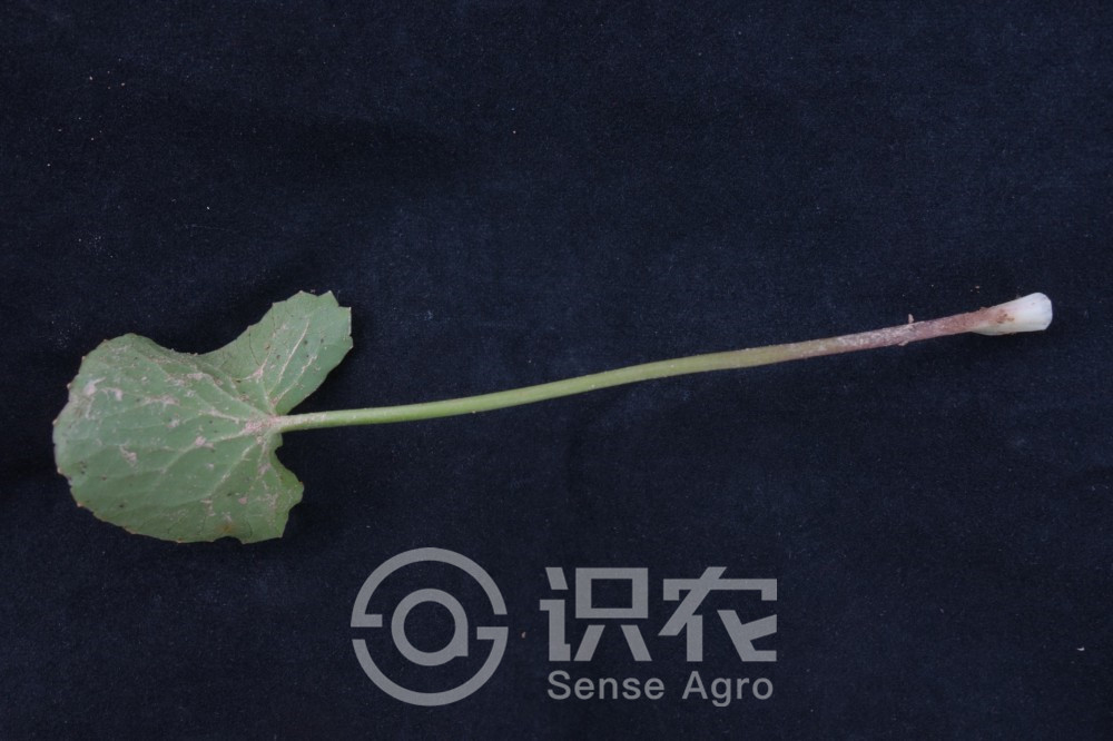 柑橘黄叶症状示例4