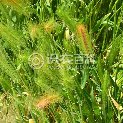 柑橘黄叶症状示例2