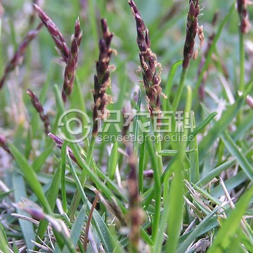 柑橘黄叶症状示例2