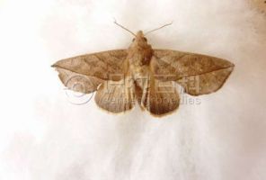 柑橘黄叶症状示例0