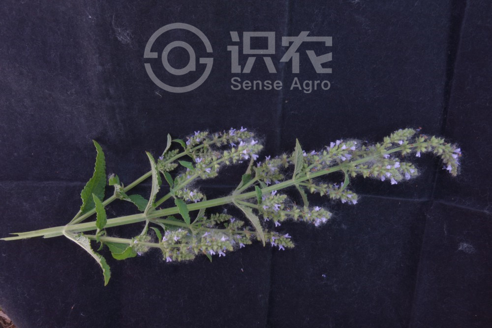 柑橘黄叶症状示例1