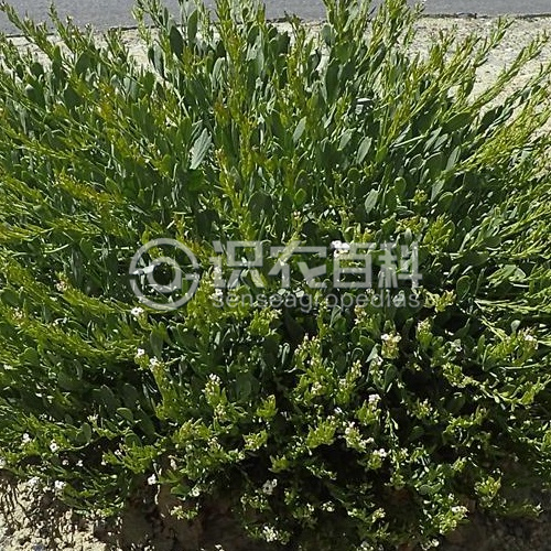 柑橘黄叶症状示例3