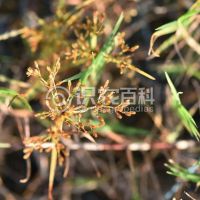 柑橘黄叶症状示例0