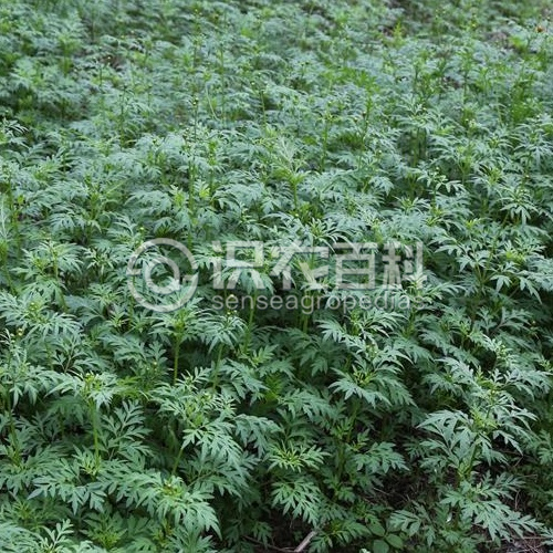 柑橘黄叶症状示例2