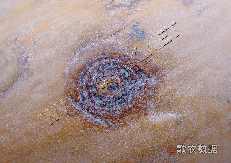 柑橘黄叶症状示例1