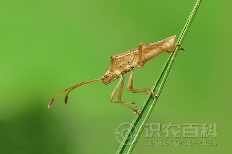 柑橘黄叶症状示例3