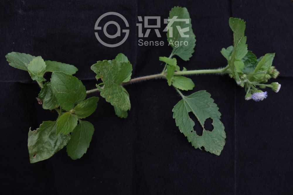 柑橘黄叶症状示例2