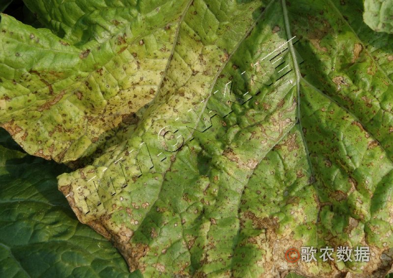 柑橘黄叶症状示例2