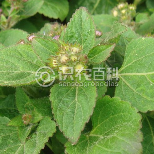 柑橘黄叶症状示例4