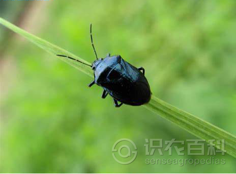 柑橘黄叶症状示例2