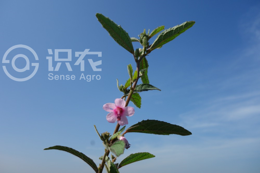 柑橘黄叶症状示例2