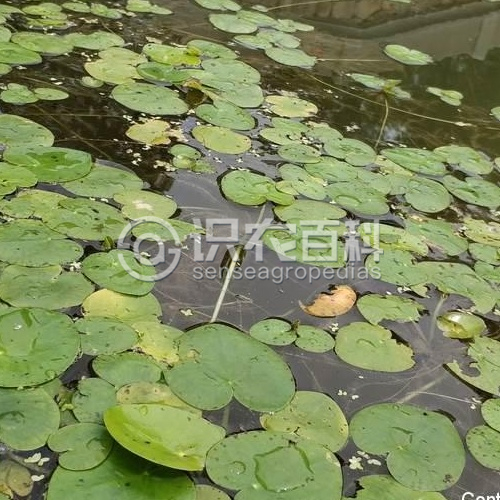 柑橘黄叶症状示例2