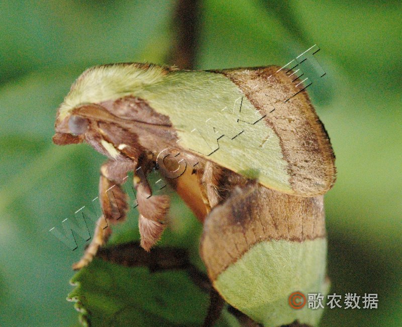 柑橘黄叶症状示例1