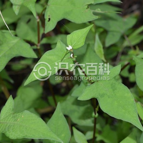 柑橘黄叶症状示例2