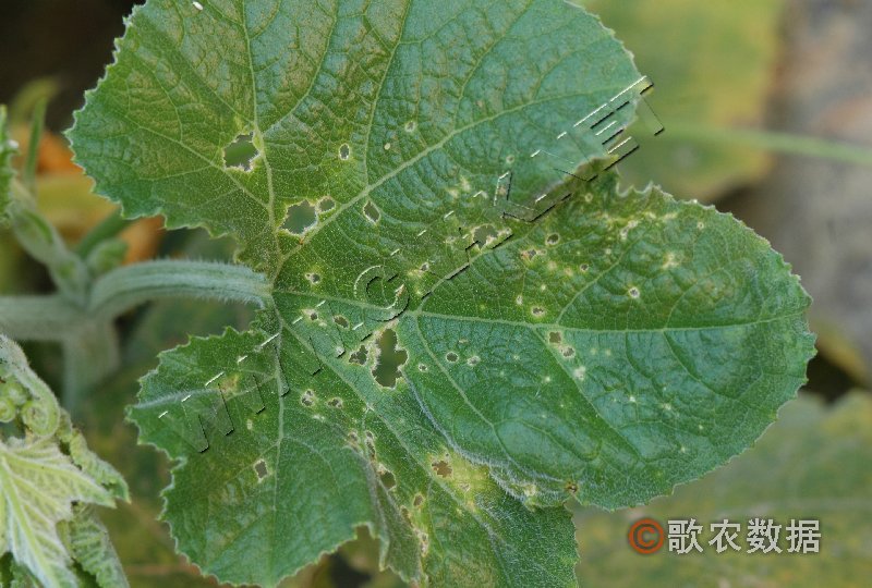 柑橘黄叶症状示例0