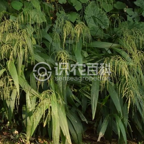 柑橘黄叶症状示例1