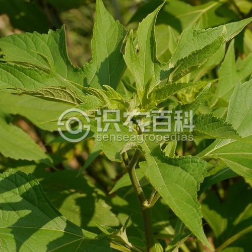 柑橘黄叶症状示例3