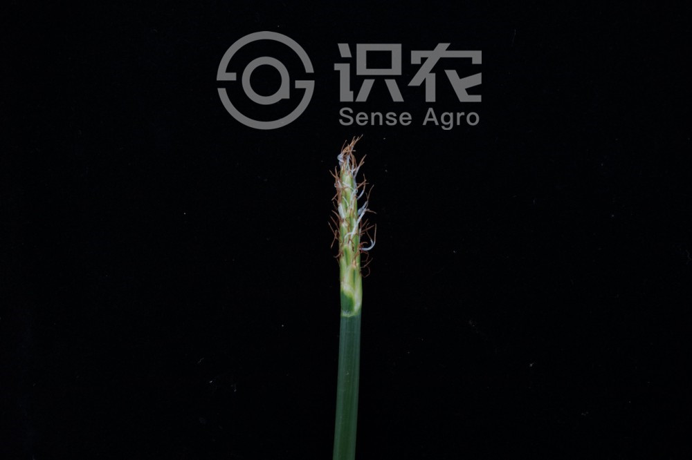 柑橘黄叶症状示例2