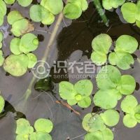 柑橘黄叶症状示例0