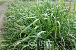 柑橘黄叶症状示例0