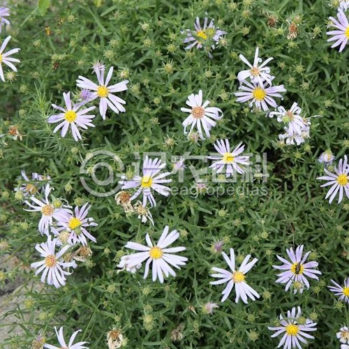 柑橘黄叶症状示例3