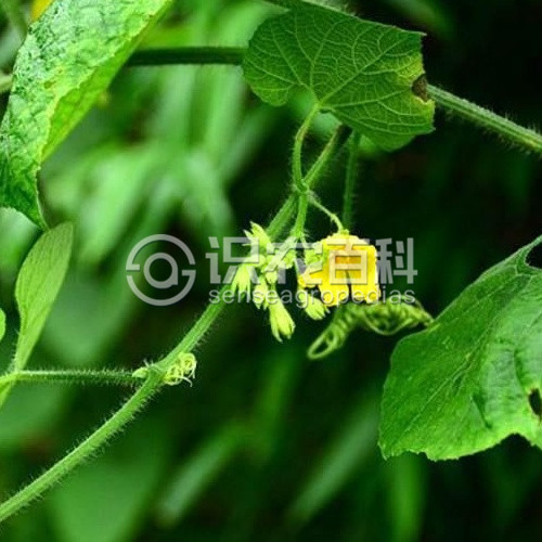 柑橘黄叶症状示例2