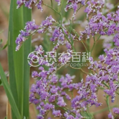 柑橘黄叶症状示例1