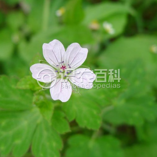 柑橘黄叶症状示例2