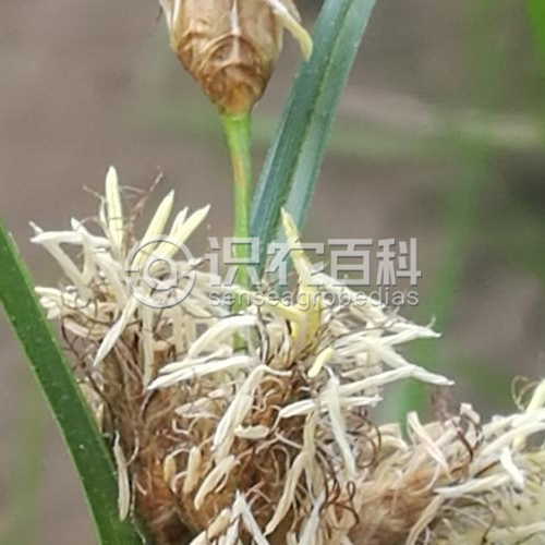 柑橘黄叶症状示例2