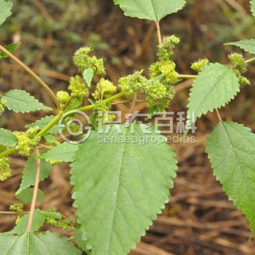 柑橘黄叶症状示例2