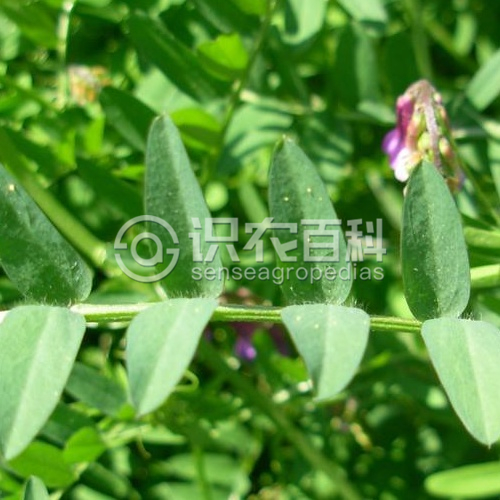 柑橘黄叶症状示例3