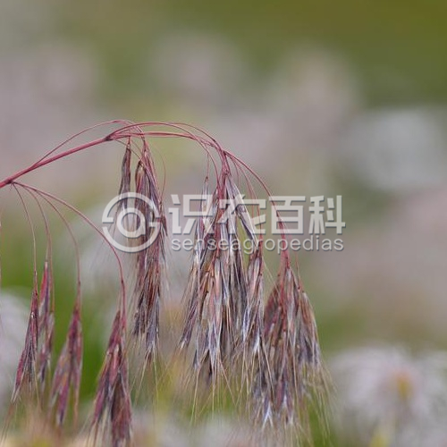 柑橘黄叶症状示例3