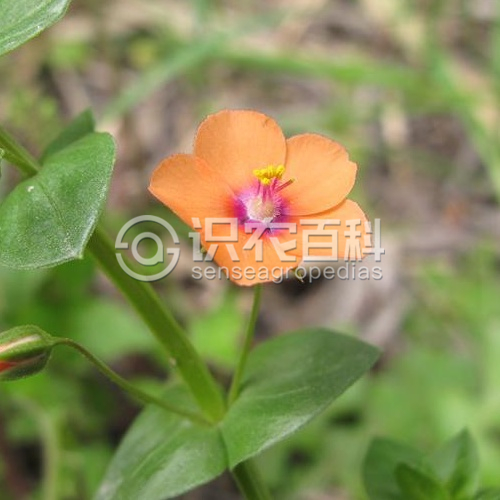 柑橘黄叶症状示例1