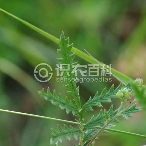 柑橘黄叶症状示例3