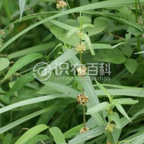 柑橘黄叶症状示例2