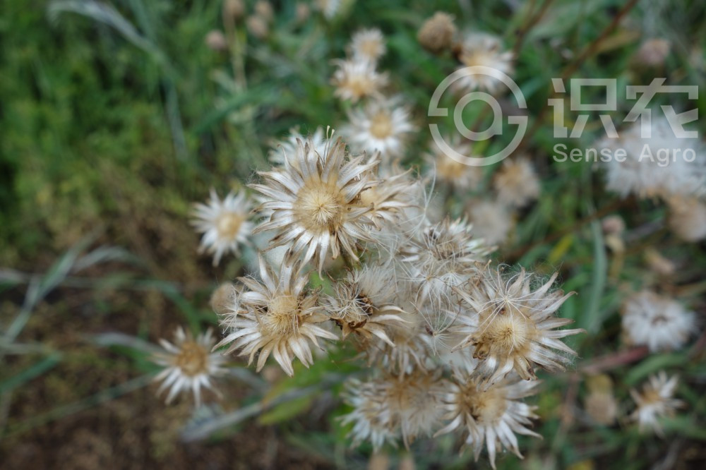 柑橘黄叶症状示例3
