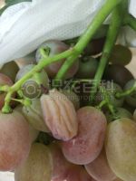 柑橘黄叶症状示例0